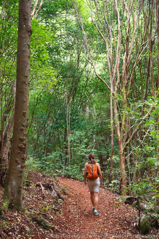 Makawao Forest Reserve