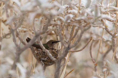 Hummingbird nest