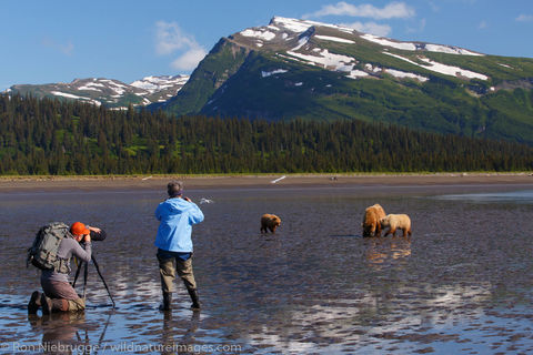 Bear Viewing