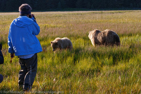 Bear Viewing