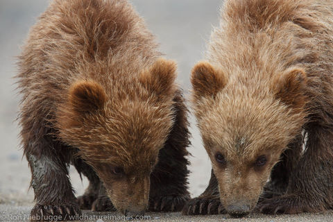 Brown Bear Cubs 