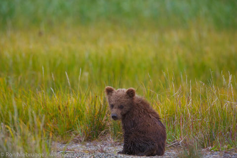 Brown Bear Cubs 