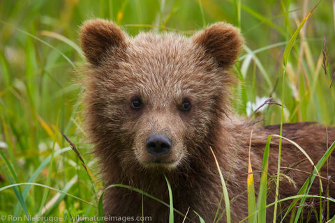 Brown Bear Cubs 