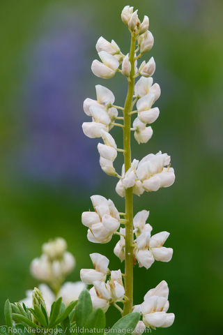 White Lupine