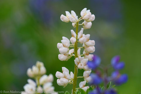 White Lupine