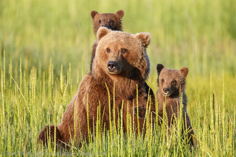 Brown Bear Sow and Cubs