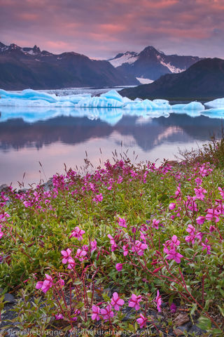 Wildflowers in Bear Glacier Lagoon
