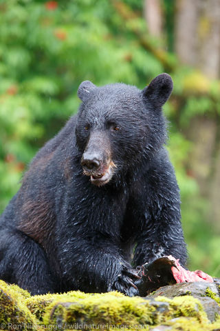 Black Bear