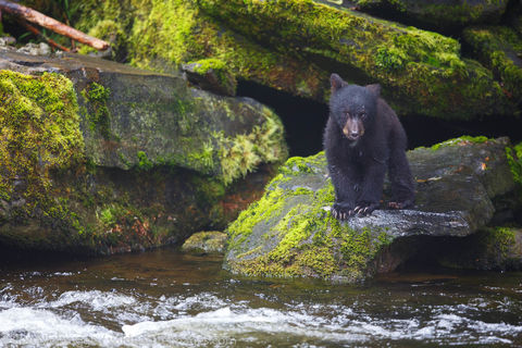 Black Bear