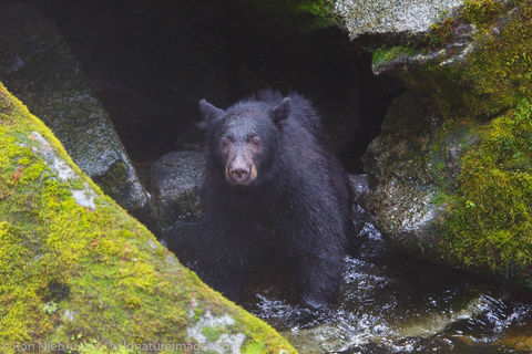 Black Bear at Anan Wildlife Observatory