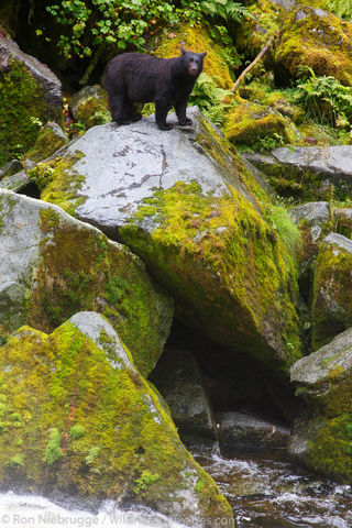 Black Bear at Anan Wildlife Observatory