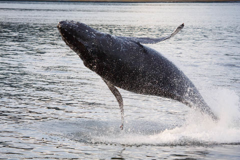 Humpback Whale