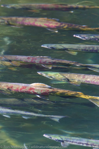 Salmon, Baranof Island,