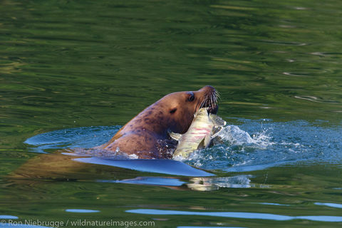 Brown Bear, Baranof Island