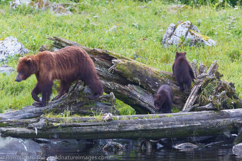 Brown Bear, Baranof Island