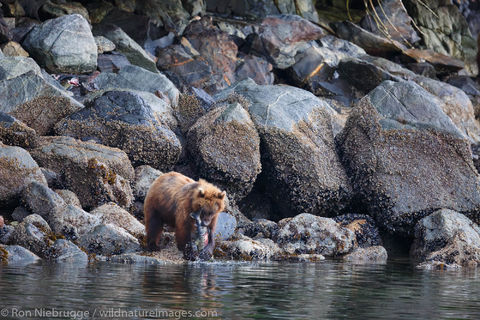 Brown Bear, Baranof Island