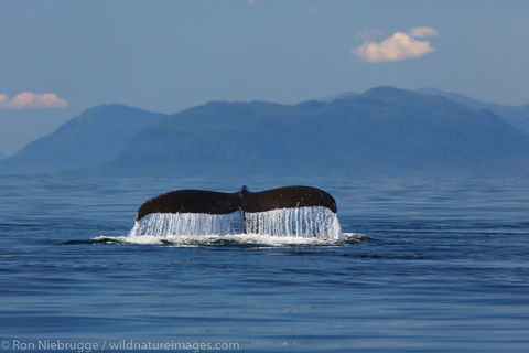 Humpback Whale 