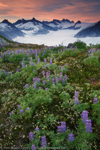 Wildflowers and the Mendenhall Glacier