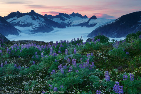Wildflowers and the Mendenhall Glacier