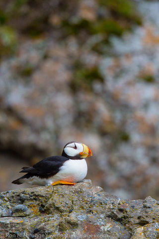 Horned Puffin
