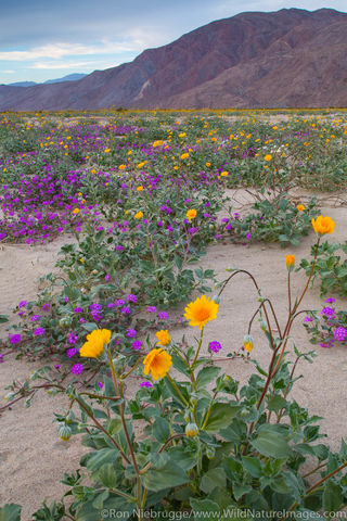 Anza Borrego Desert State Park