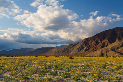 Anza Borrego Desert State Park