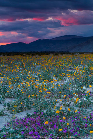 Widlflowers at sunset