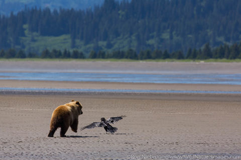 Grizzly Bear