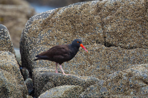 Black oystercatcher