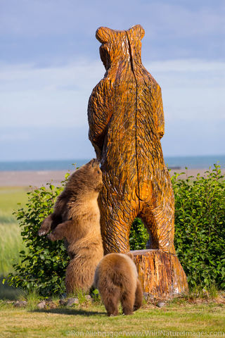 Back Scratching Bear