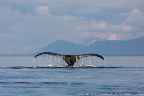 Humpback Whale Tail