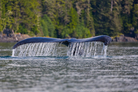 Humpback Whale Tail