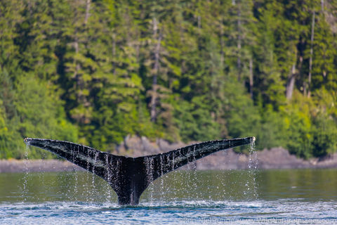 Humpback Whale Tail