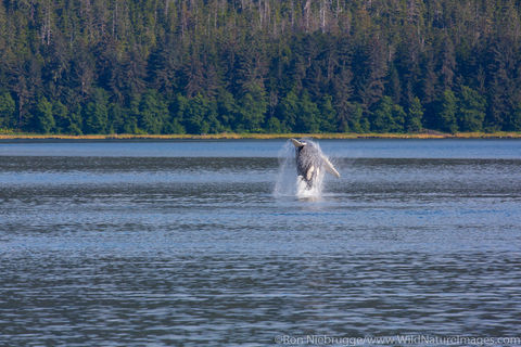 Breaching Humpback Whale