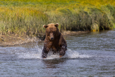Brown Bear Charging