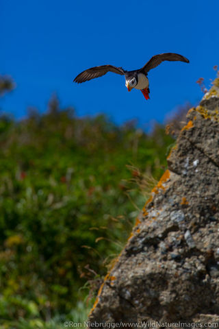 Horned Puffin 