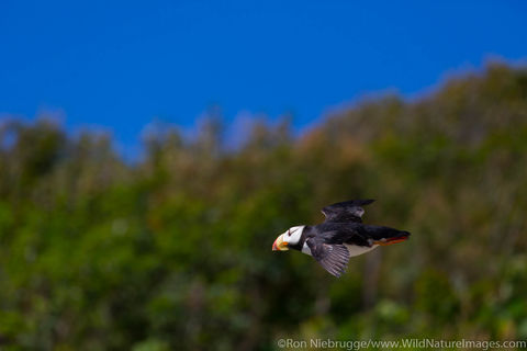 Horned Puffin 