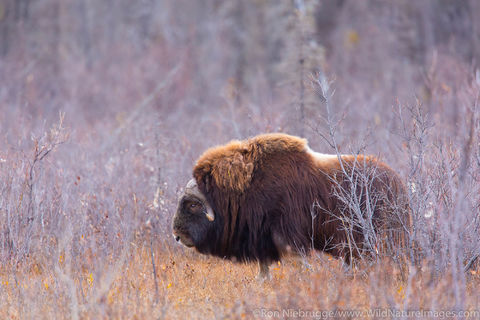 Muskox