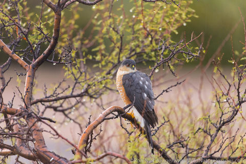 Sharp-shinned Hawk