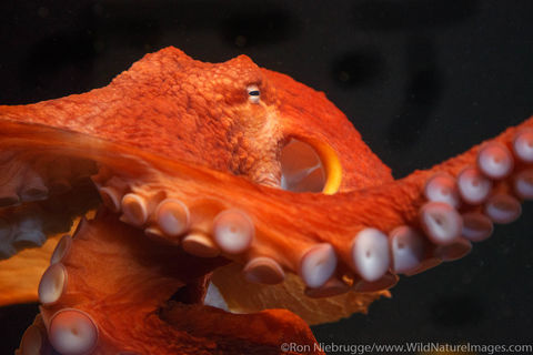 Giant Pacific Octopus