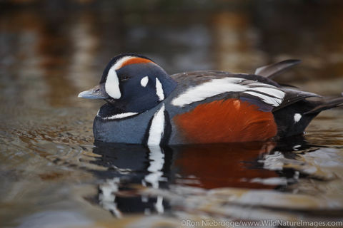 Harlequin Duck