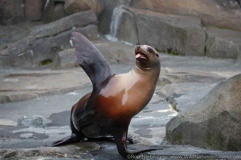 Steller Sea Lion