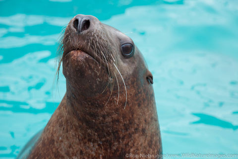 Steller Sea Lion