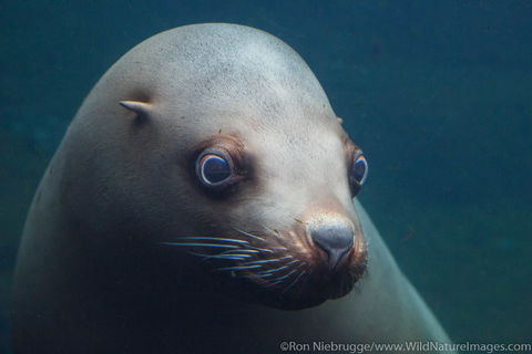 Steller Sea Lion