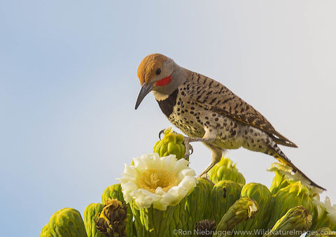 Northern Flicker