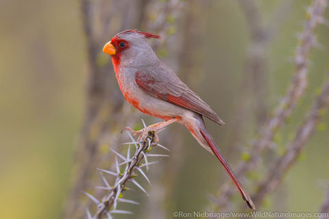 Pyrrhuloxia