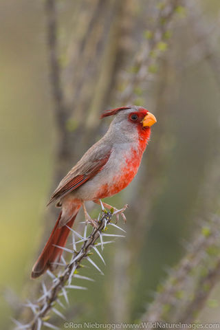 Pyrrhuloxia