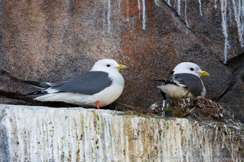 Red-legged Kittiwake