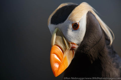 Tufted Puffin