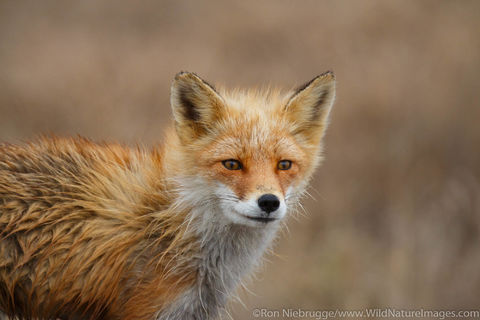 Red Fox